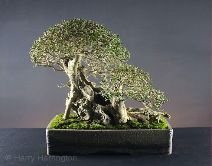 privet bonsai